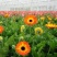 非洲菊种子打造花海切花园艺必备品种保证质量