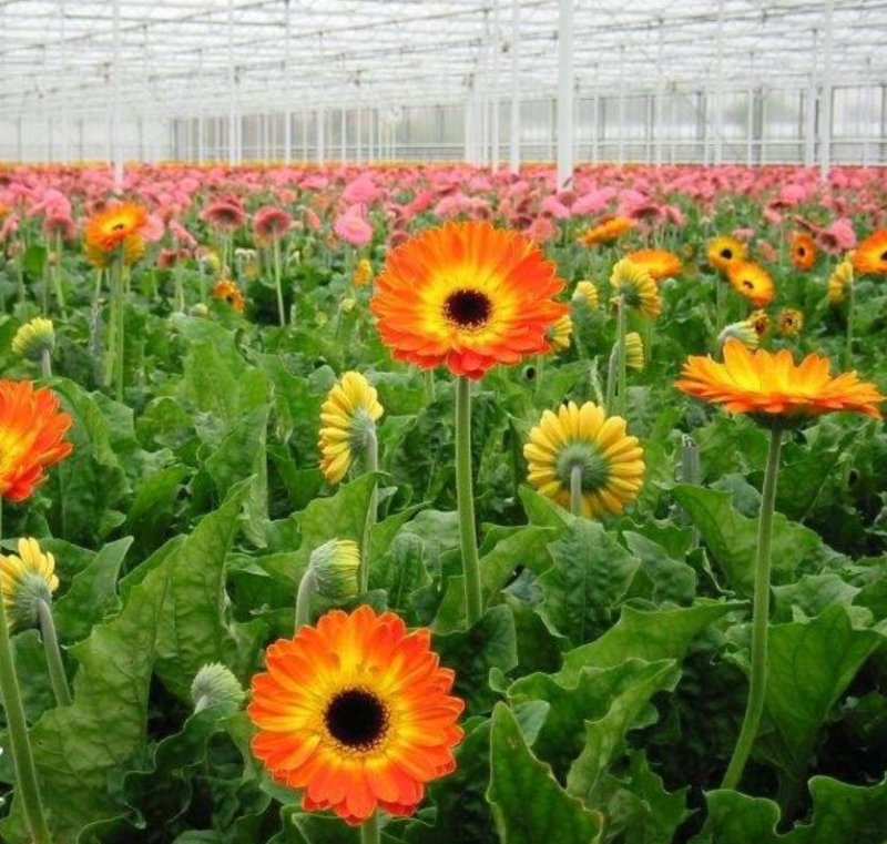 非洲菊种子打造花海切花园艺必备品种保证质量