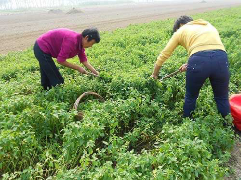 新采优质薄荷种子四季播种耐寒耐高温包邮