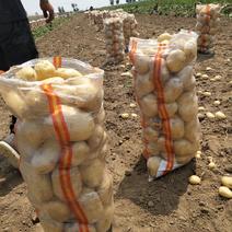 昌黎县土豆大量上市品种有中暑五号西森6号欢迎各位老