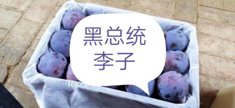 黑总统李子&黑布林李子，产地直销量大从优，直供商场超市！