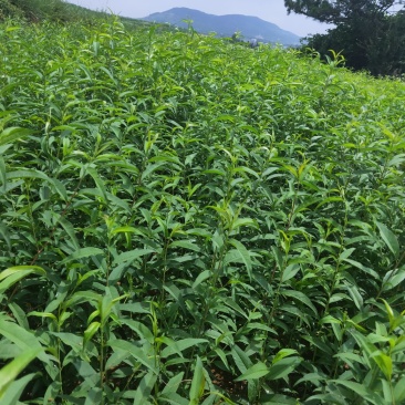 毛桃树苗、根须良好、无病虫害、现挖现发货、死苗补发