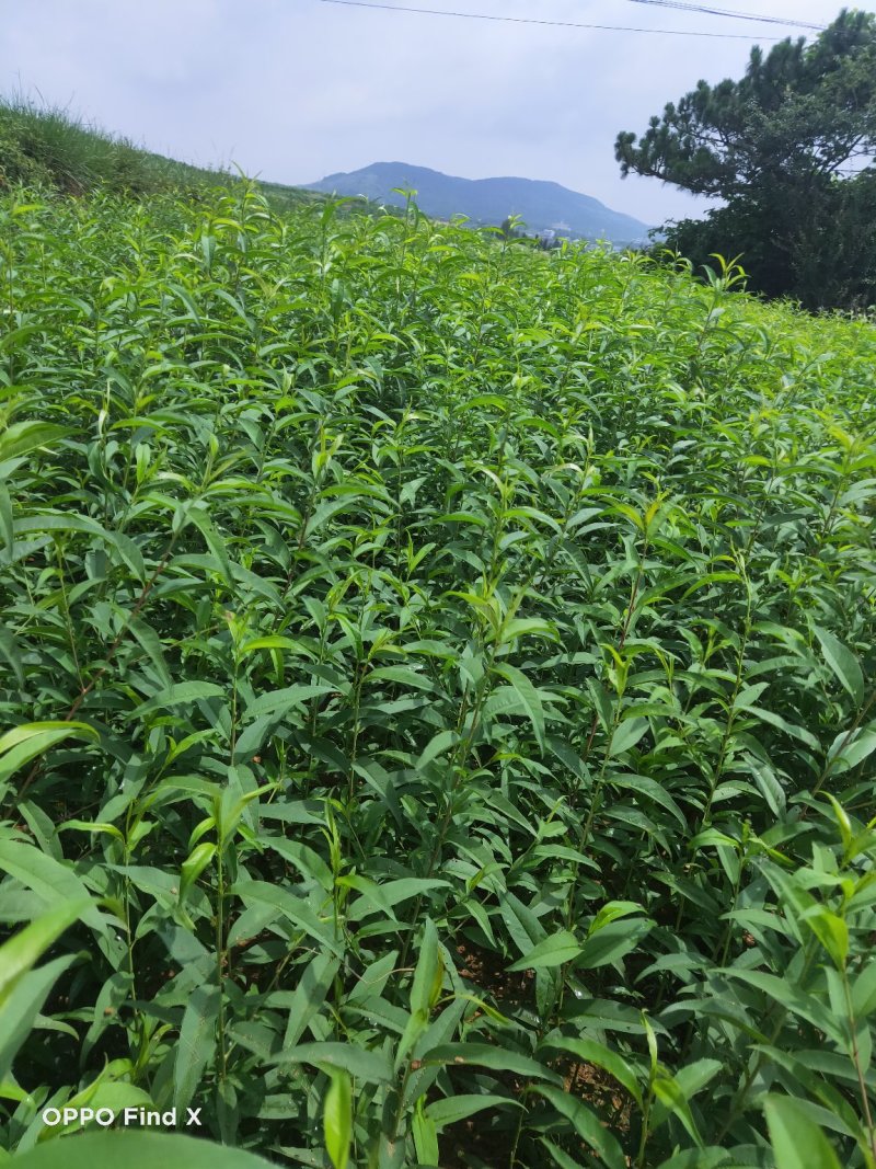 毛桃树苗、根须良好、无病虫害、现挖现发货、死苗补发