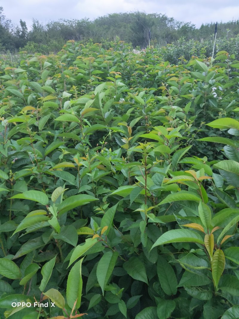 车厘子树苗、美早、先锋、黑珍珠、品种保证、免费技术指导