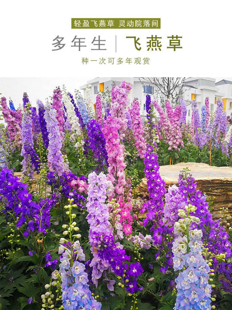 优质飞燕草种子草花种子花种子耐寒耐高温四季播种