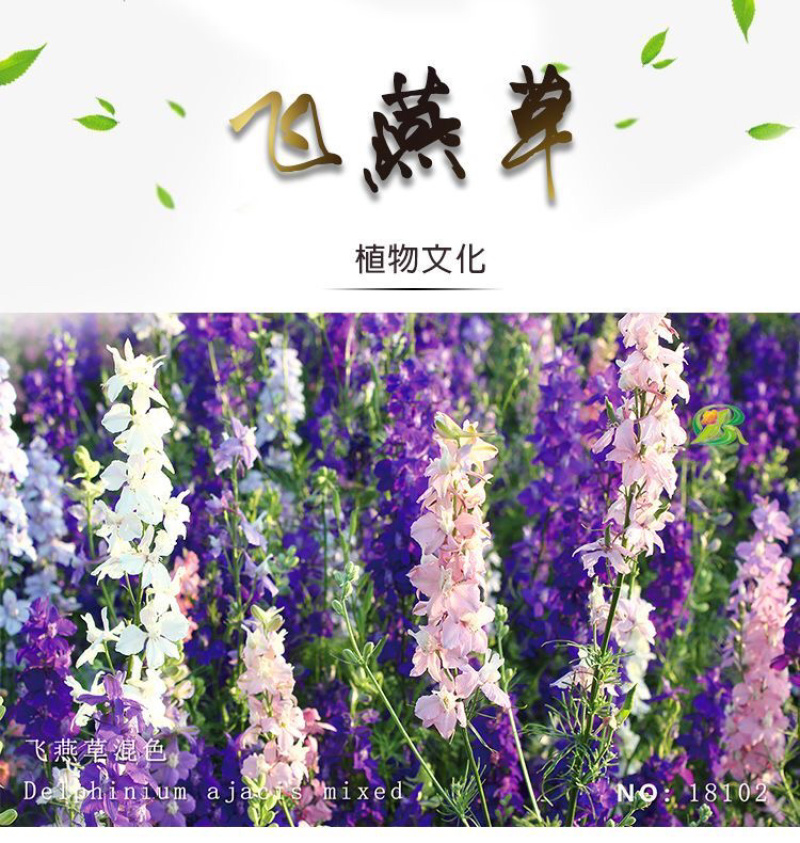 优质飞燕草种子草花种子花种子耐寒耐高温四季播种