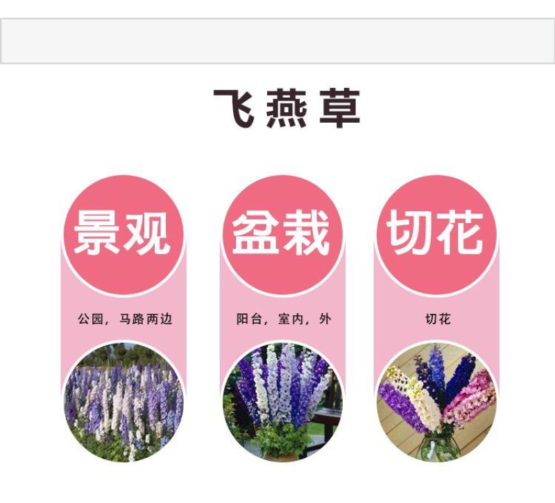 优质飞燕草种子草花种子花种子耐寒耐高温四季播种