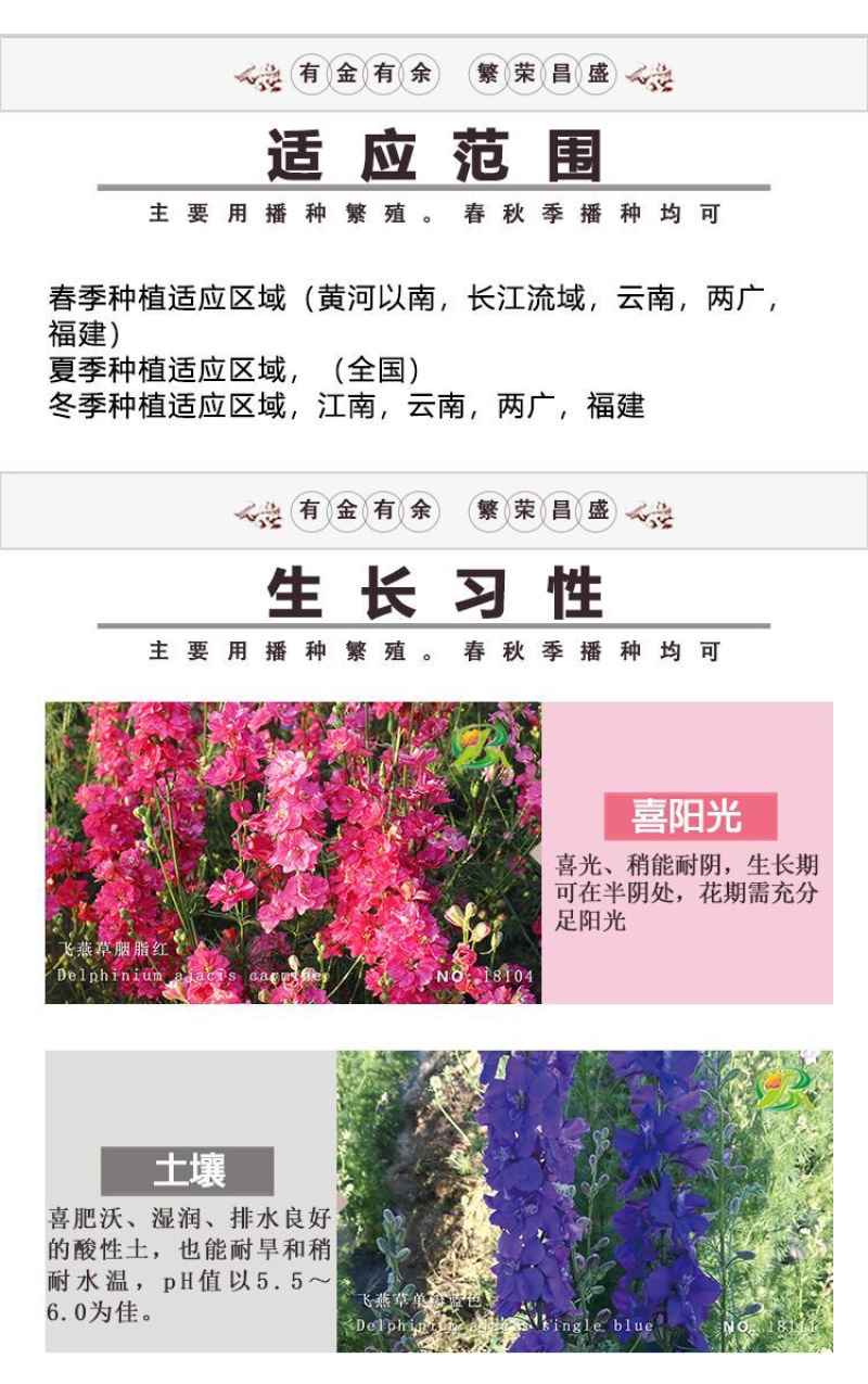 优质飞燕草种子草花种子花种子耐寒耐高温四季播种