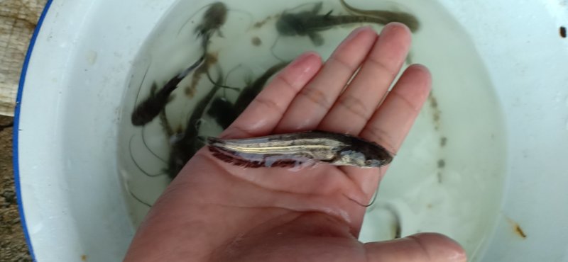 零售南方大口鲶价格低成活率高，可视频验货