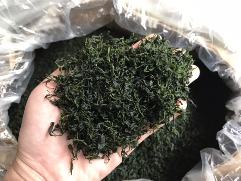 小叶苦丁青山绿水毛冬青嫩叶