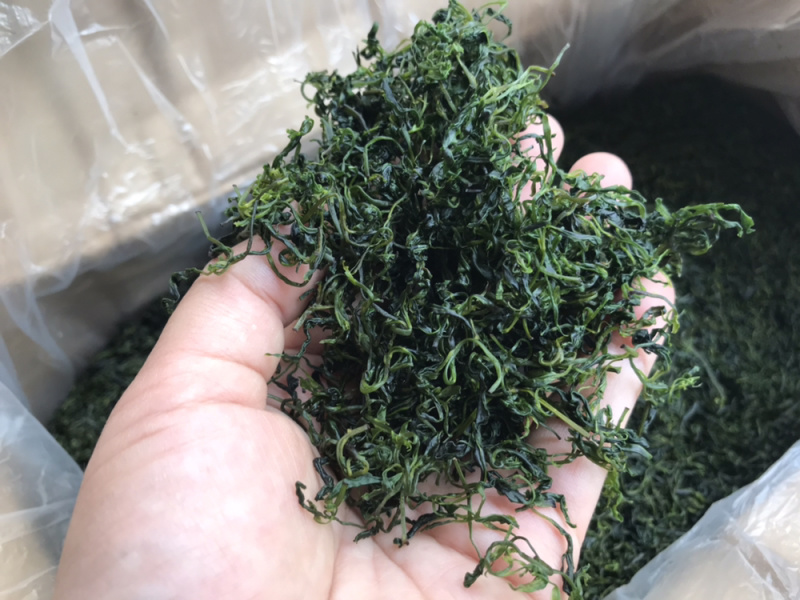 小叶苦丁青山绿水毛冬青嫩叶