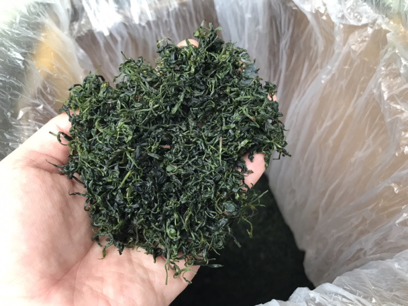 小叶苦丁青山绿水毛冬青嫩叶