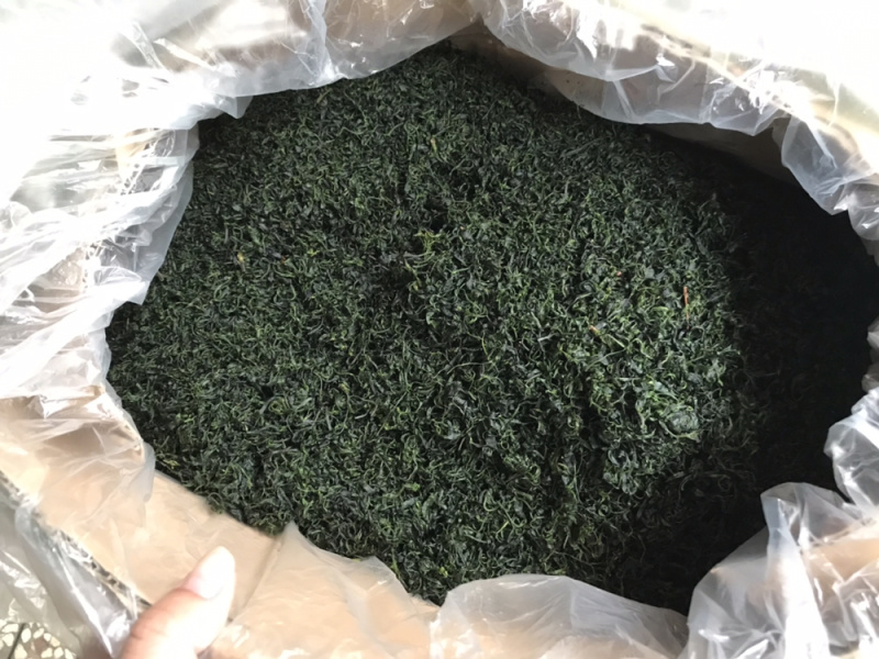 小叶苦丁青山绿水毛冬青嫩叶