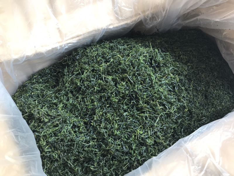 小叶苦丁青山绿水毛冬青嫩叶