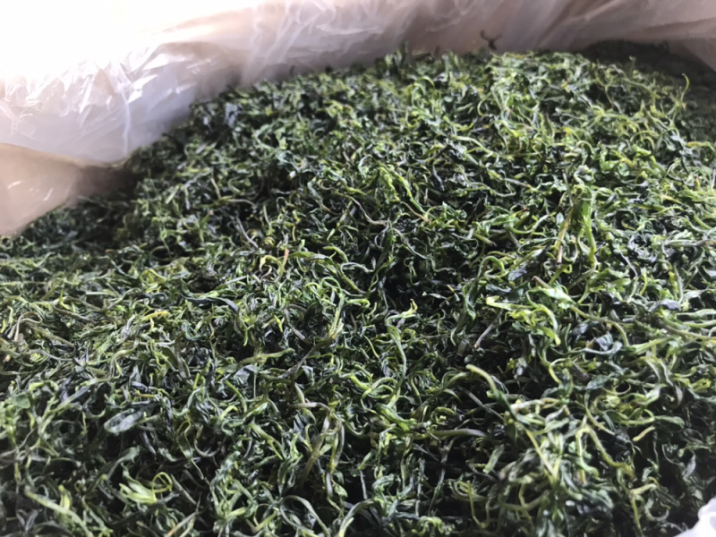 小叶苦丁青山绿水毛冬青嫩叶