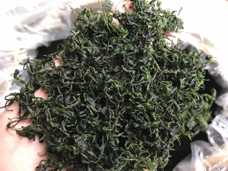 小叶苦丁青山绿水毛冬青嫩叶