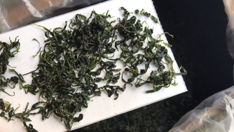小叶苦丁青山绿水毛冬青嫩叶