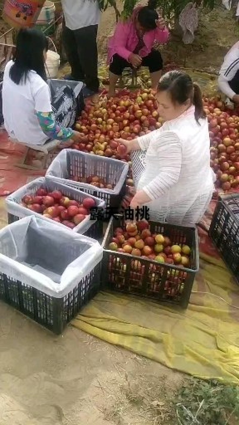 秋月梨，丰水梨山东聊城冠县水果基地上市了