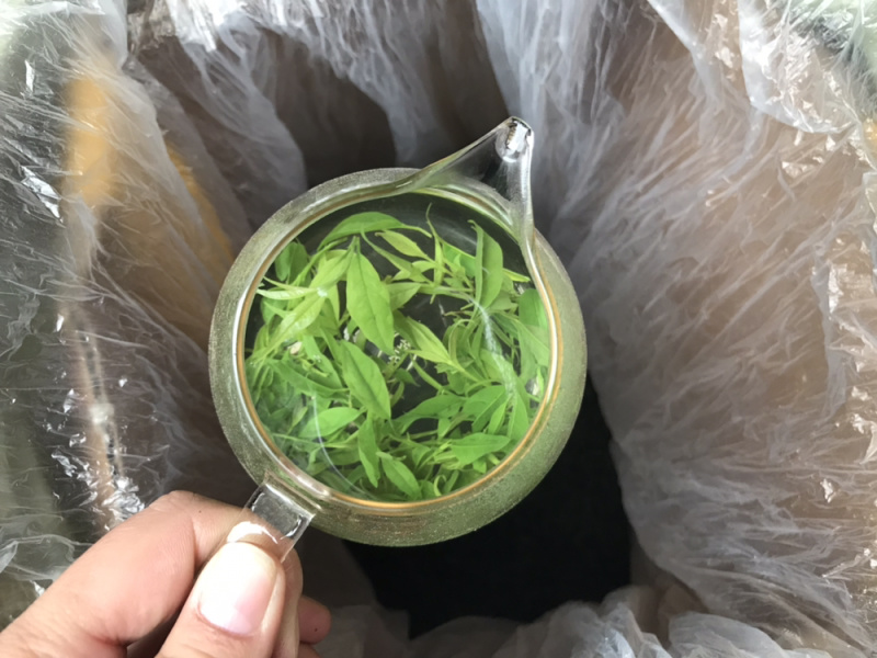 小叶苦丁青山绿水毛冬青嫩叶