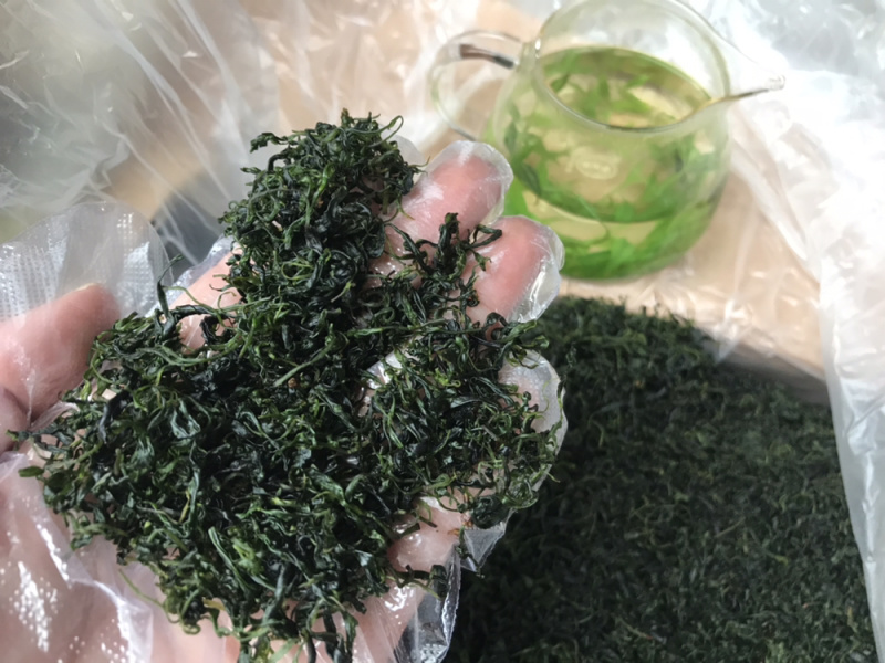 小叶苦丁青山绿水毛冬青嫩叶