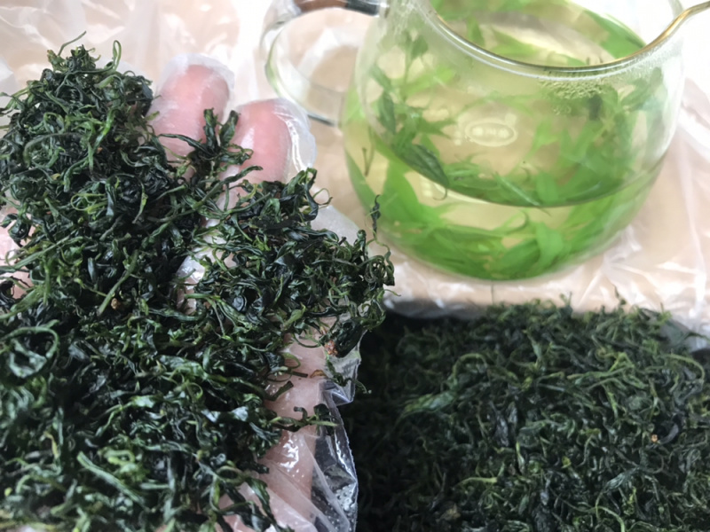 小叶苦丁青山绿水毛冬青嫩叶