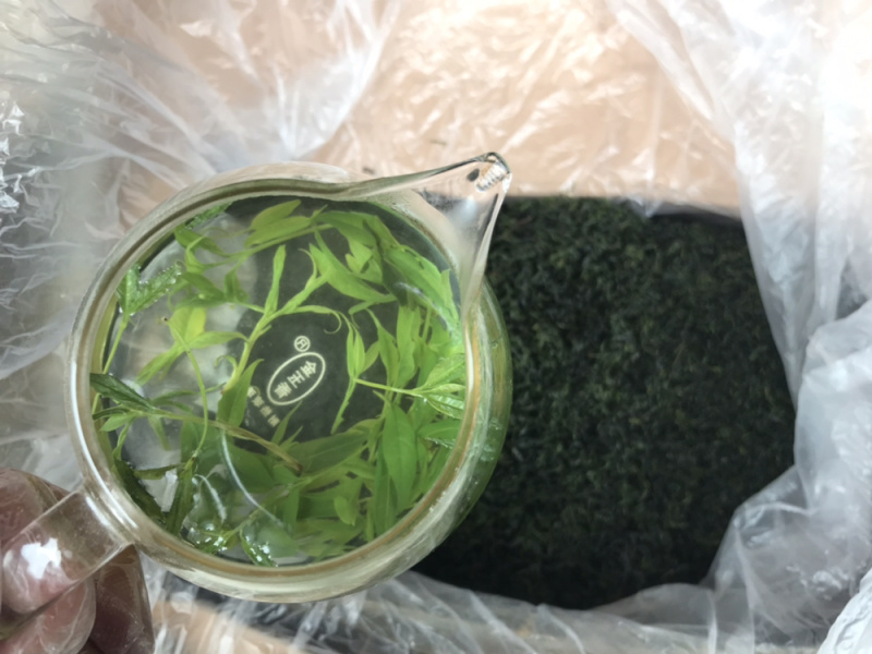 小叶苦丁青山绿水毛冬青嫩叶