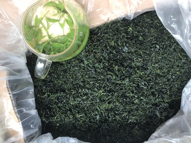 小叶苦丁青山绿水毛冬青嫩叶