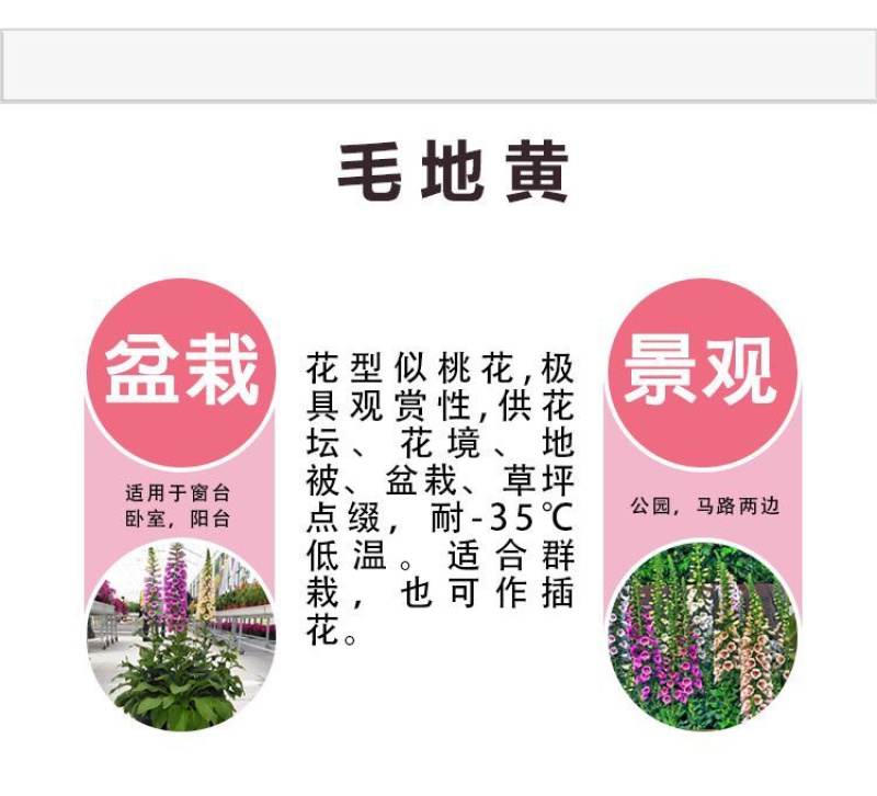 优质飞燕草种子草花种子花种子耐寒耐高温四季播种
