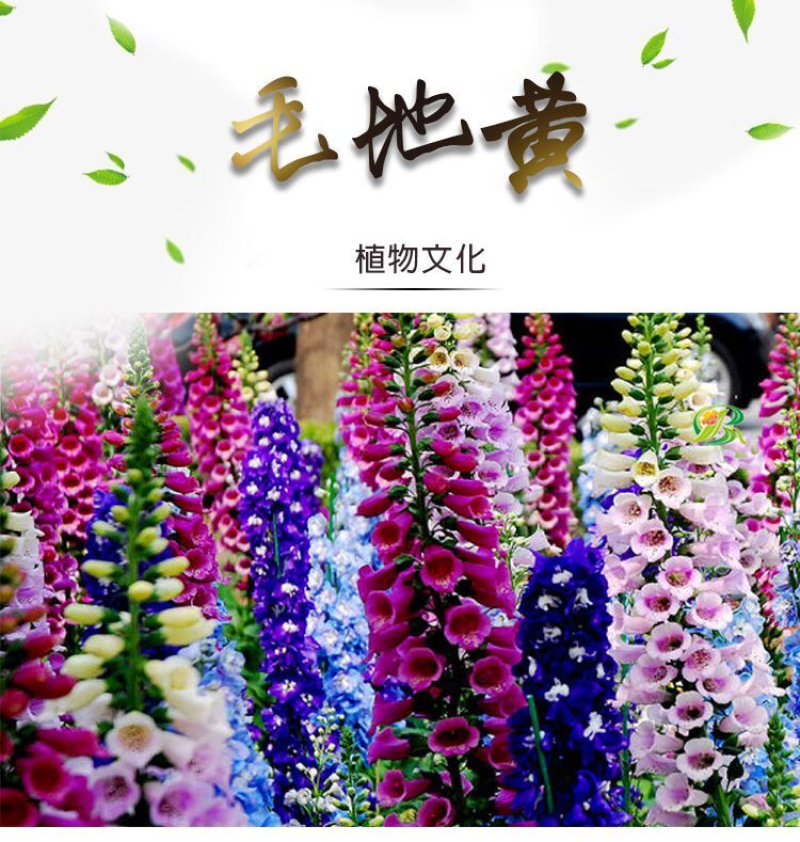 优质飞燕草种子草花种子花种子耐寒耐高温四季播种