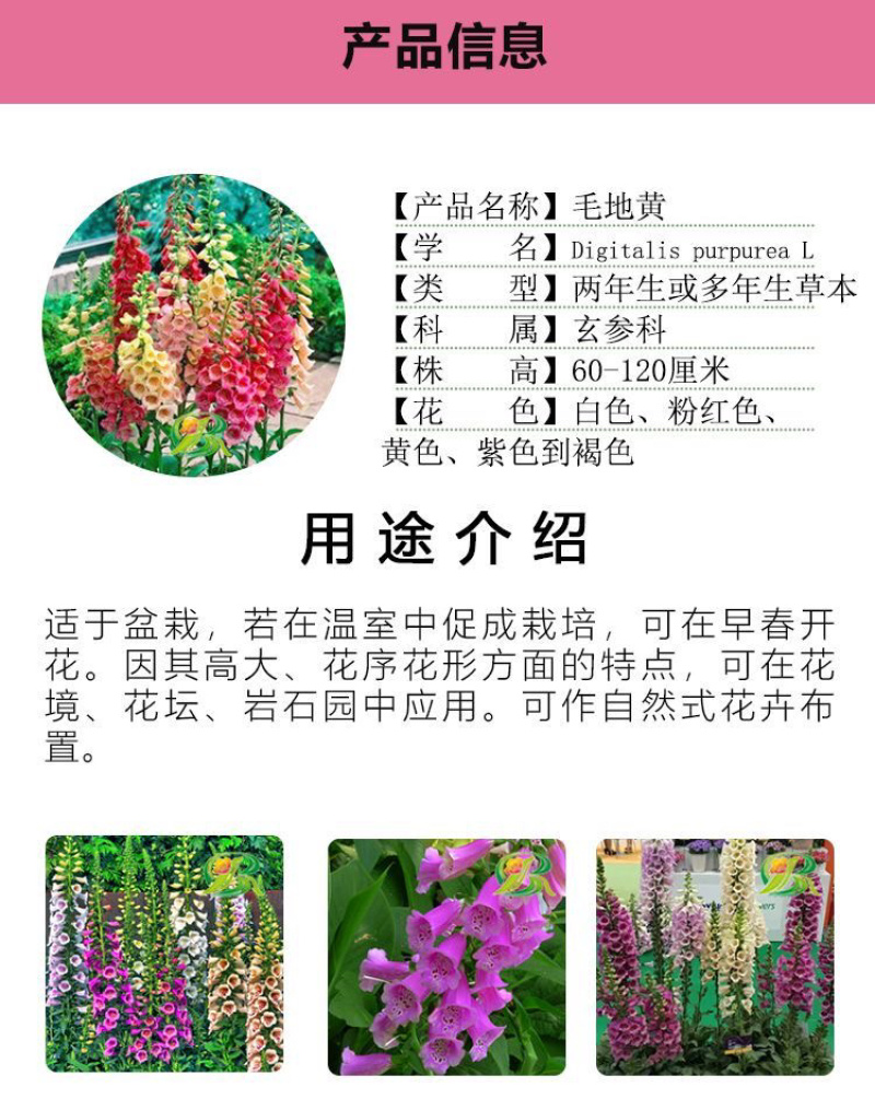 优质飞燕草种子草花种子花种子耐寒耐高温四季播种