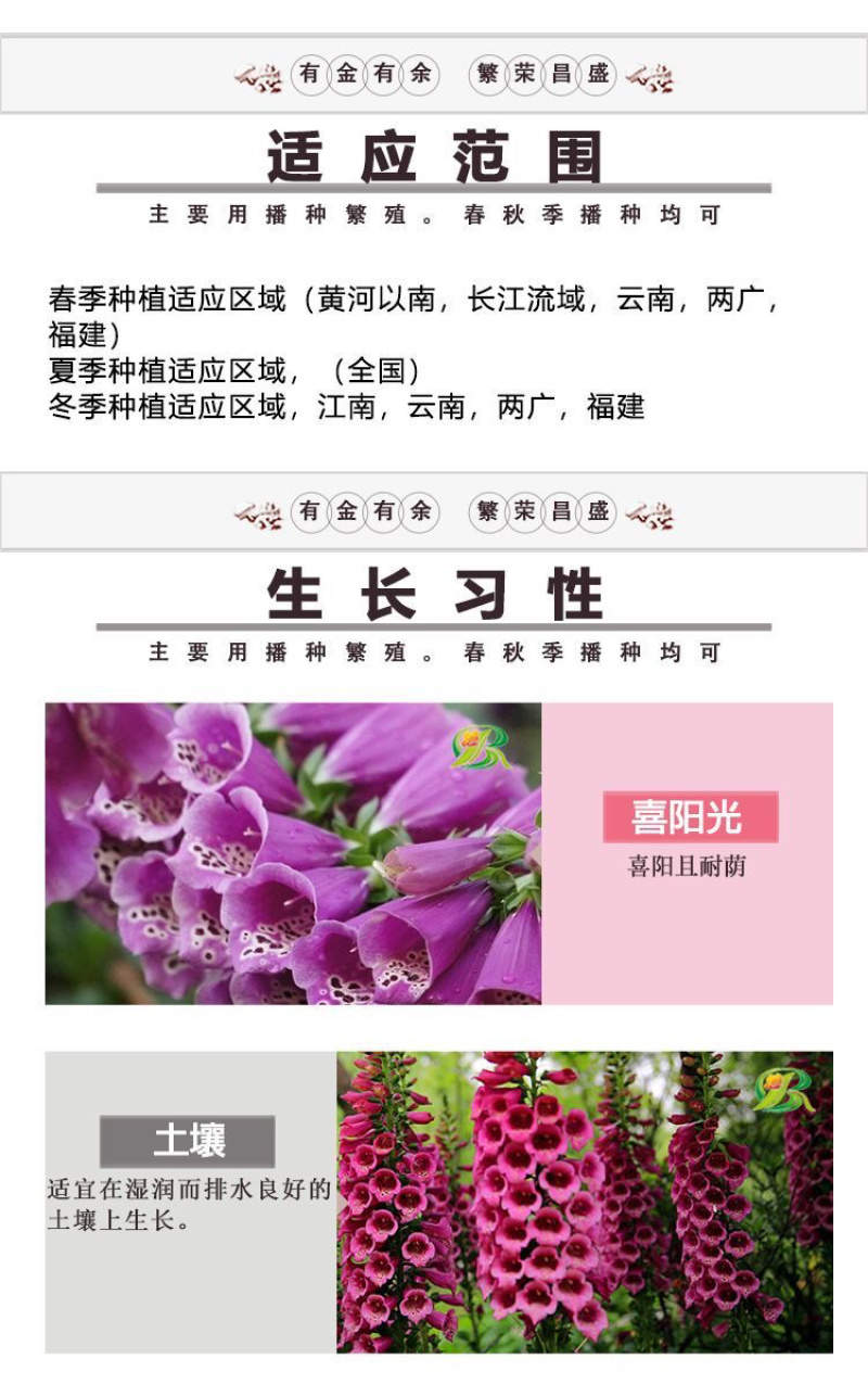 优质飞燕草种子草花种子花种子耐寒耐高温四季播种