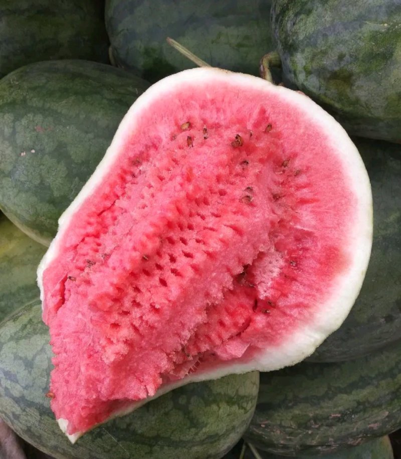 【推荐产品】龙卷风西瓜开封龙卷风西瓜产地直发量大从优