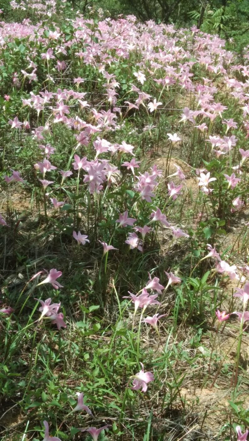 水仙花