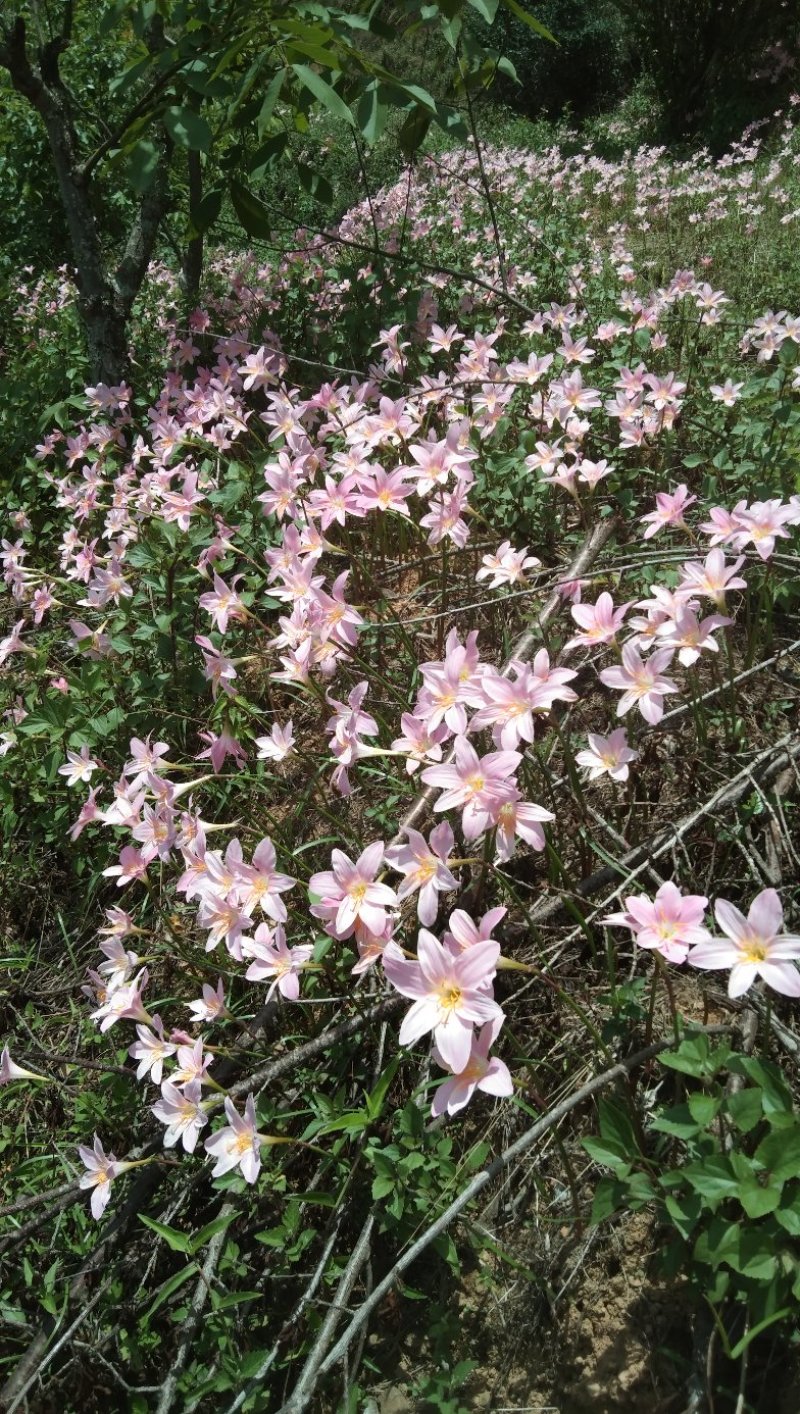 水仙花