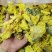 精品黄蜀葵花黄葵花新货颜色正干净无硫
