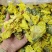 精品黄蜀葵花黄葵花新货颜色正干净无硫