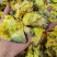 精品黄蜀葵花黄葵花新货颜色正干净无硫