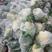山西晋中市榆次太谷白花菜花紧密乳白大量上市