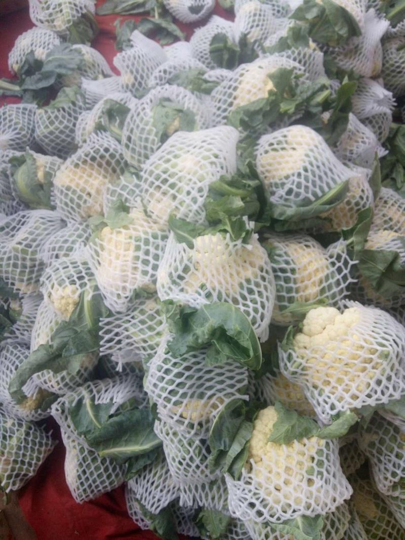 山西晋中市榆次太谷白花菜花紧密乳白大量上市