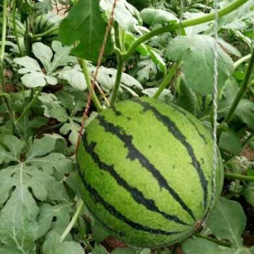 吊瓜黄壤西瓜金花1号