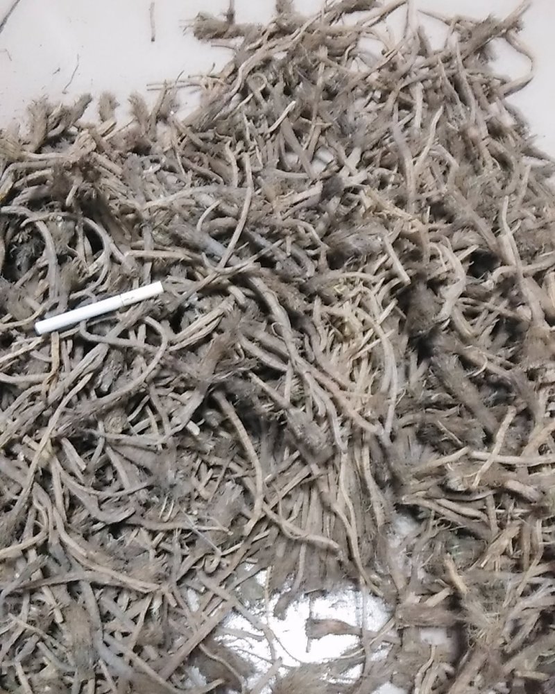 野生防风，坝上野生防风