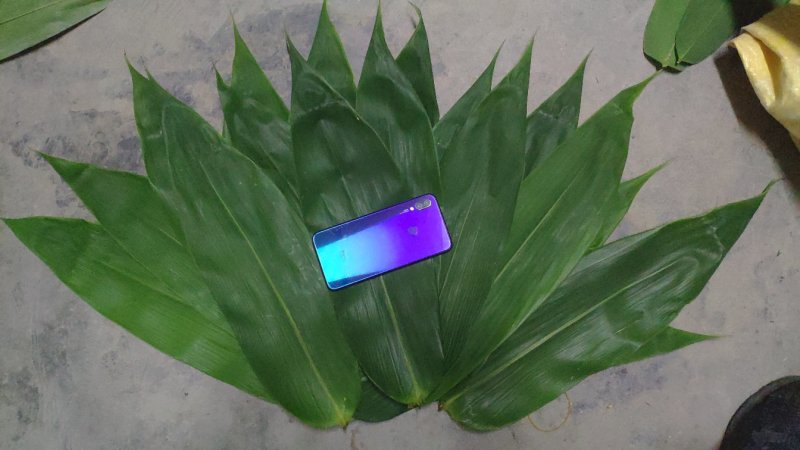 新鲜粽子叶端午节特级粽子叶，竹叶，粽子叶，粽叶