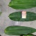 新鲜粽子叶端午节特级粽子叶，竹叶，粽子叶，粽叶