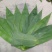 新鲜粽子叶端午节特级粽子叶，竹叶，粽子叶，粽叶