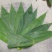 新鲜粽子叶端午节特级粽子叶，竹叶，粽子叶，粽叶