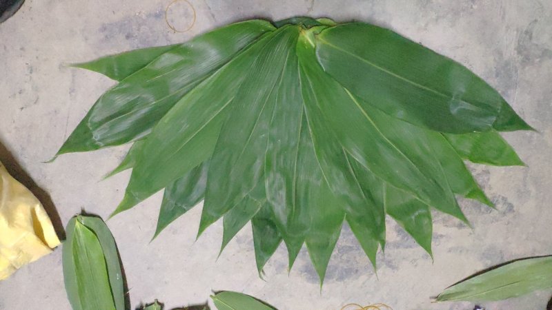 新鲜粽子叶端午节特级粽子叶，竹叶，粽子叶，粽叶