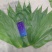 新鲜粽子叶端午节特级粽子叶，竹叶，粽子叶，粽叶