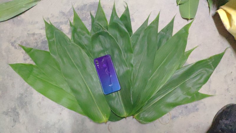 新鲜粽子叶端午节特级粽子叶，竹叶，粽子叶，粽叶