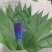 新鲜粽子叶端午节特级粽子叶，竹叶，粽子叶，粽叶