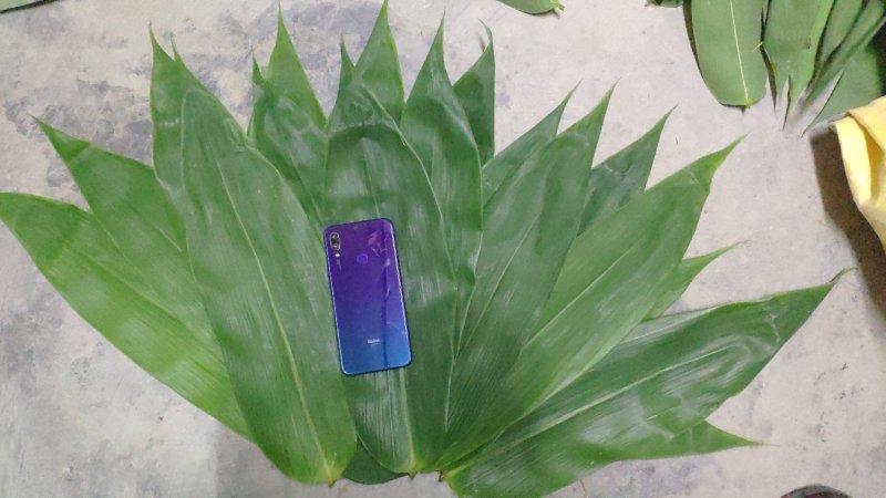 新鲜粽子叶端午节特级粽子叶，竹叶，粽子叶，粽叶